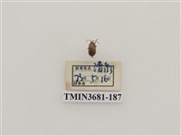 藏品(鞘翅目(1))的圖片